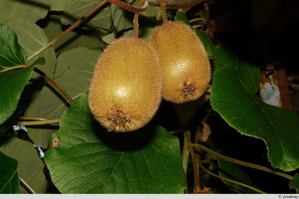 Kiwifrucht