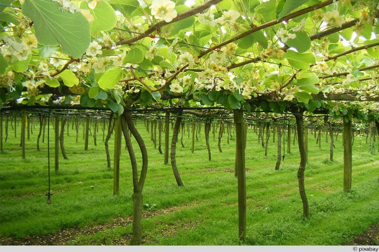 Kiwis im Garten 15 beliebte und robuste Sorten
