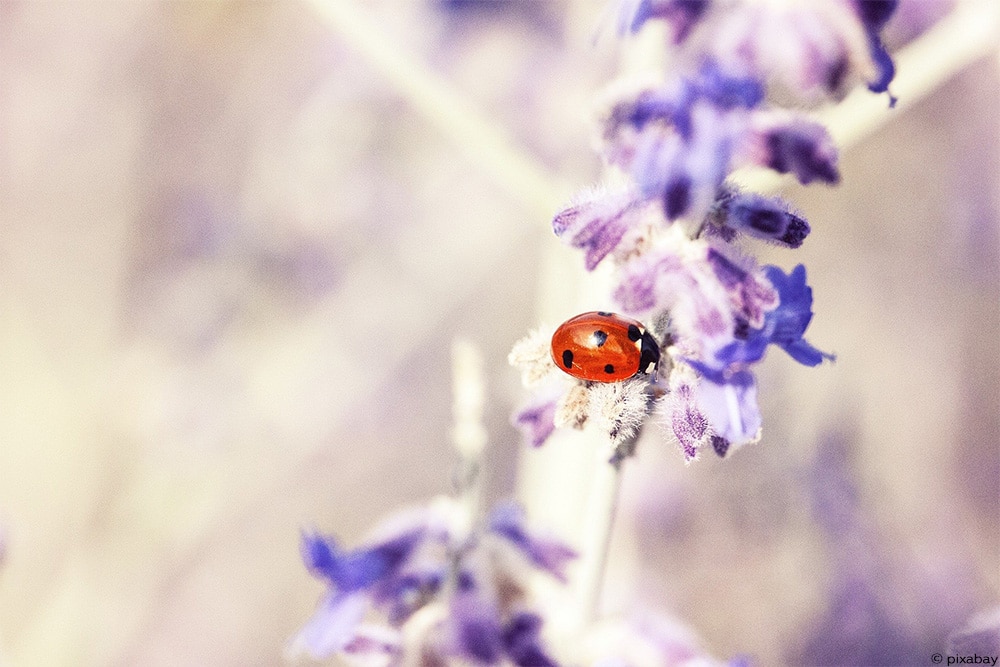 Lavendel Marienkäfer