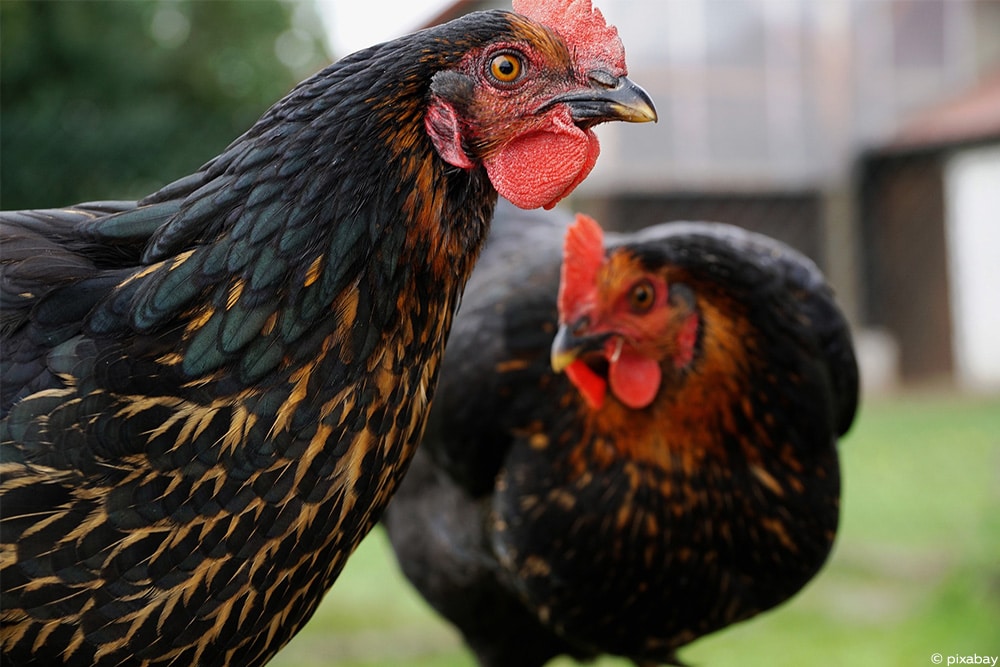Marans Huhn Charakter, Legeleistung & Eierfarbe