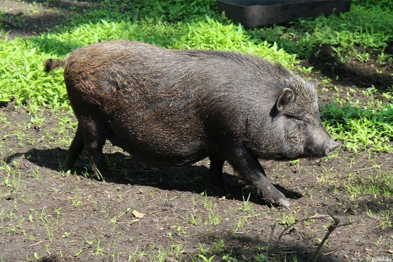 Wie Alt Wird Ein Minischwein www.selbstversorger.de