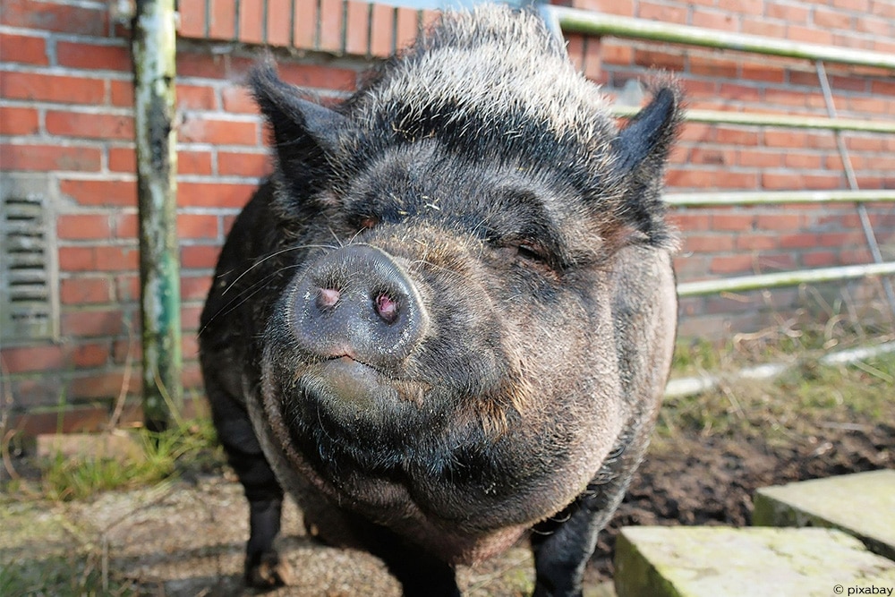 Wie groß werden Minischweine? | 13 beliebte Rassen - Selbstversorger.de