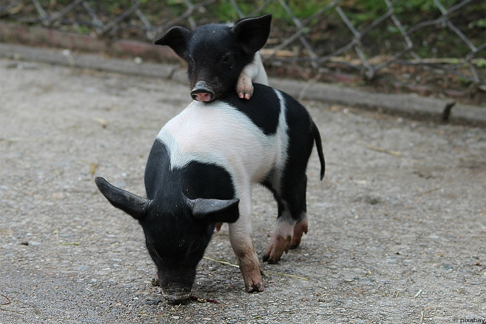 Minischweine