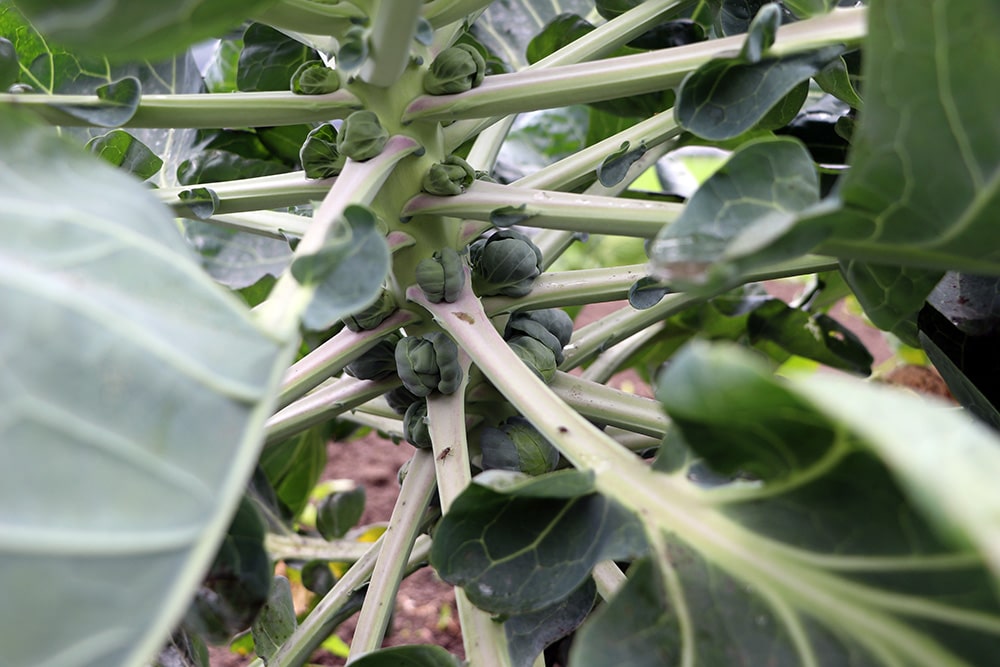 Rosenkohl anbauen | Standort, Pflege & Ernte - Selbstversorger.de