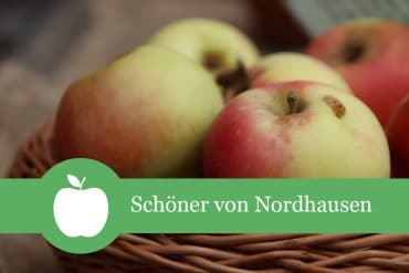 Schöner von Nordhausen