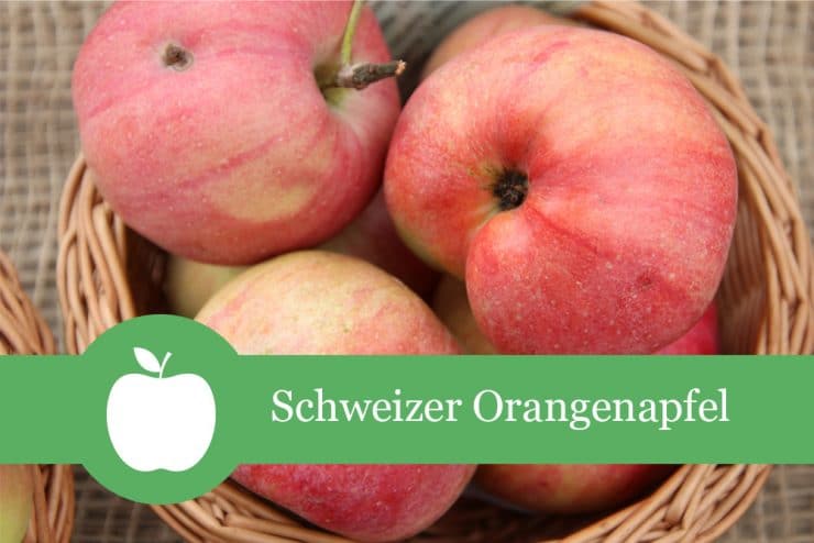 Schweizer Orangenapfel