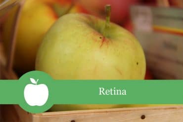 Retina