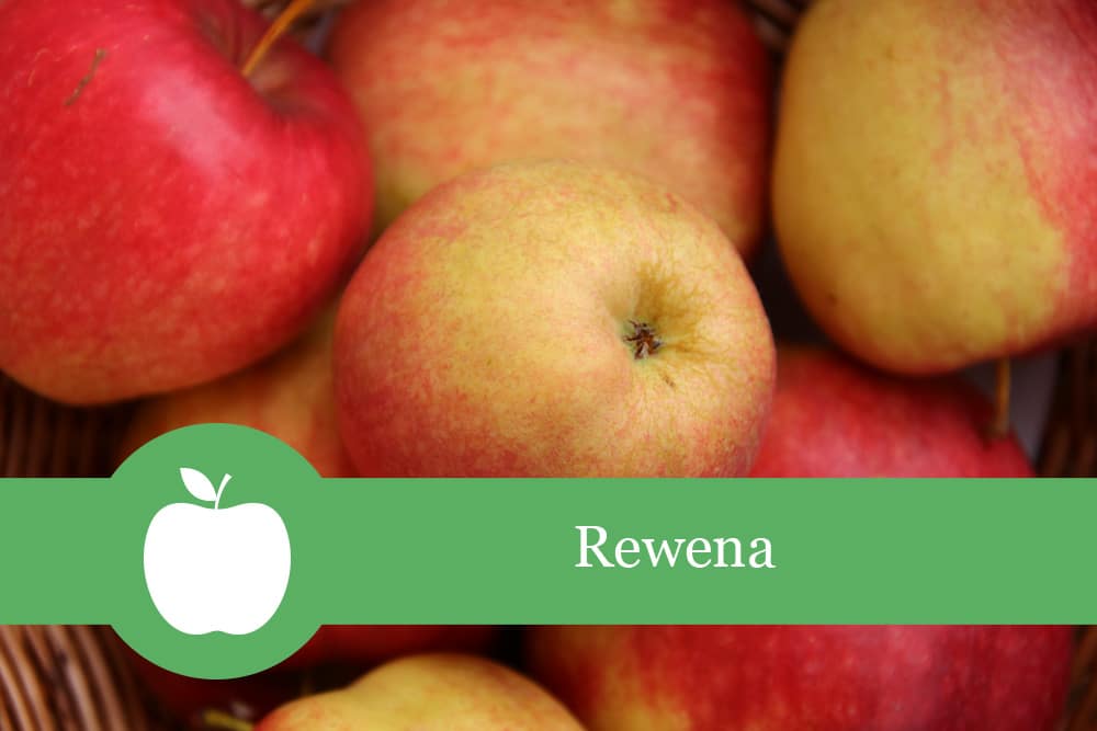 Apfel 'Rewena' | Geschmack, Befruchter & Beschreibung - Selbstversorger.de