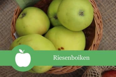 Riesenboiken