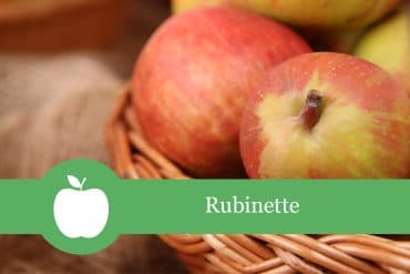 Rubinette