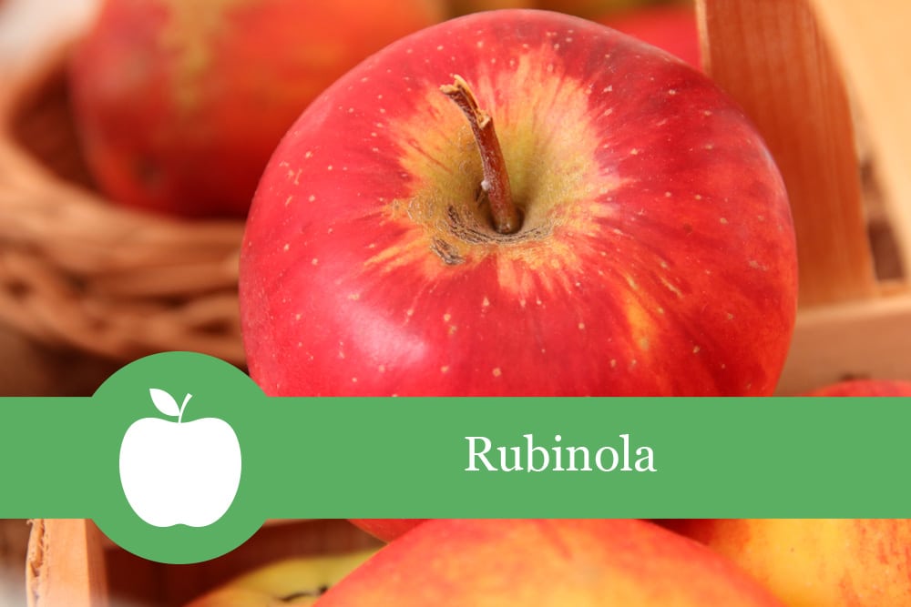 Apfel rubinola befruchter