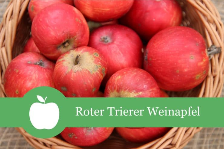 Roter Trierer Weinapfel