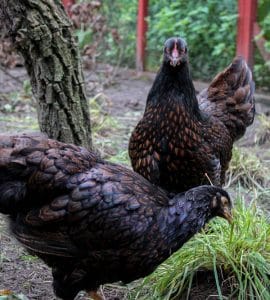 Barnevelder Huhn