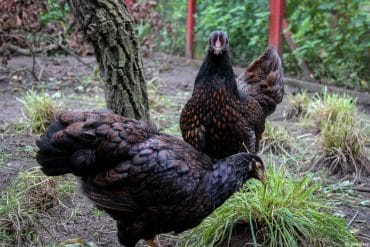 Barnevelder Huhn