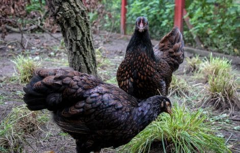 Barnevelder Huhn