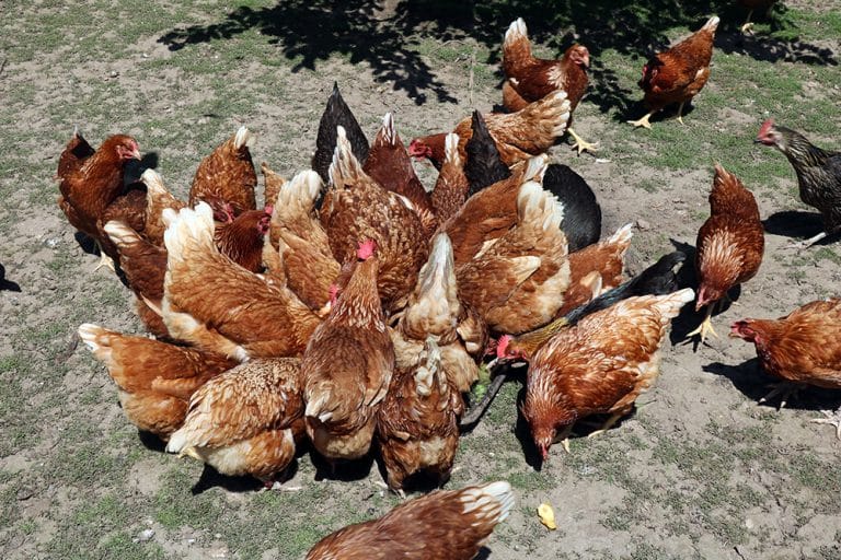 Wie viel Platz braucht ein Huhn? Stall & Freiland