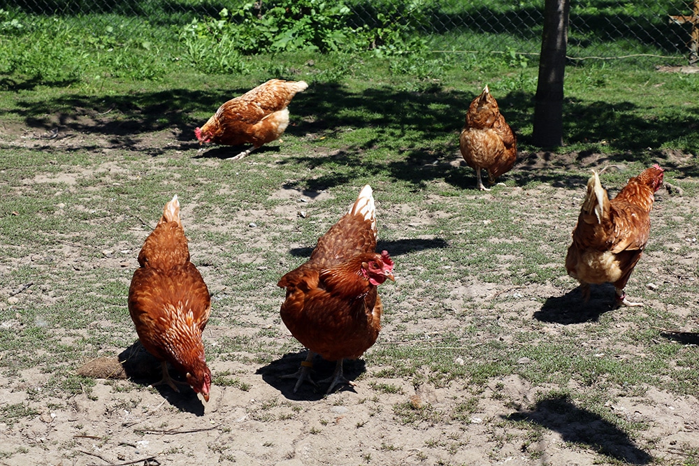 Wie viel Freilauf braucht ein Huhn?