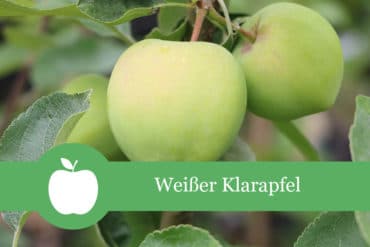 Weißer Klarapfel