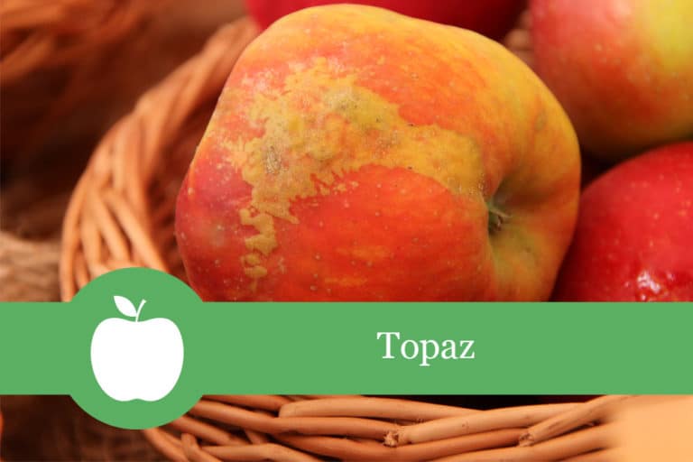 Topaz Apfel Wann Ernten Äpfel - Selbstversorger.de