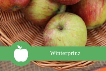 Winterprinz - Apfelsorte