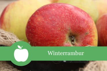 Apfelsorte: Winterrambur