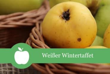 Weißer Wintertaffet