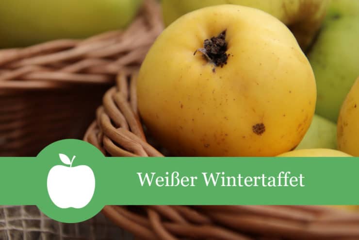 Weißer Wintertaffet