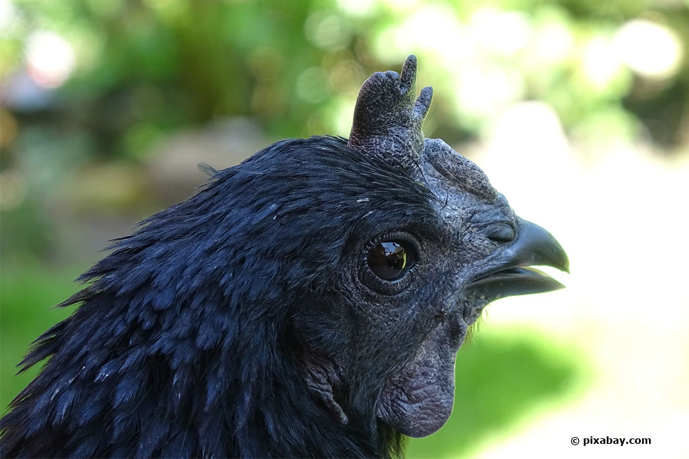 Ayam Cemani