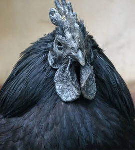 Ayamcemani