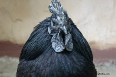 Ayamcemani