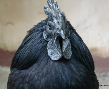 Ayamcemani