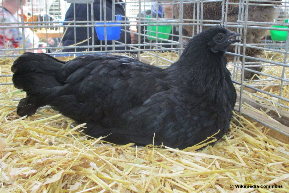 Komplett schwarze Hühner | Ayam Cemani - Selbstversorger.de