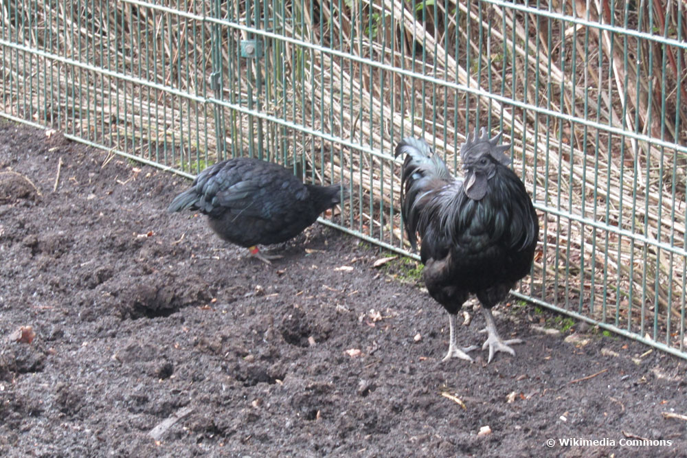 Ayam Cemani