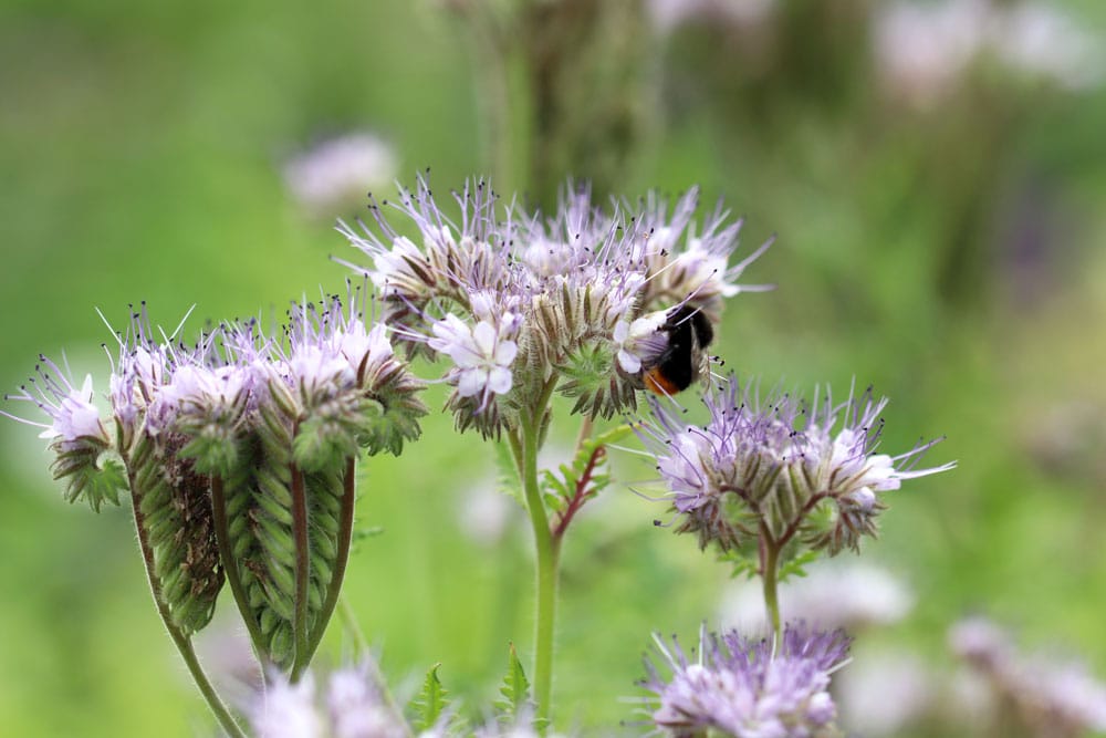 Bienenweide