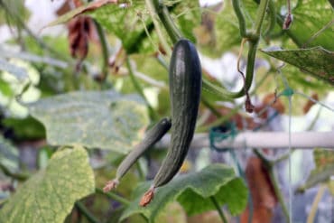 Gurke mit Blüte