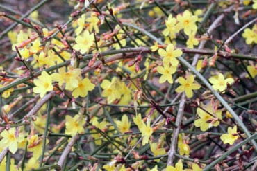 Läuse am Jasmin