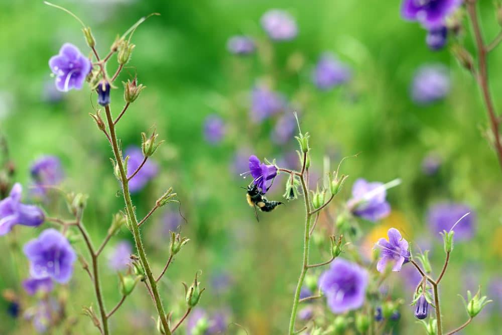 Phacelia