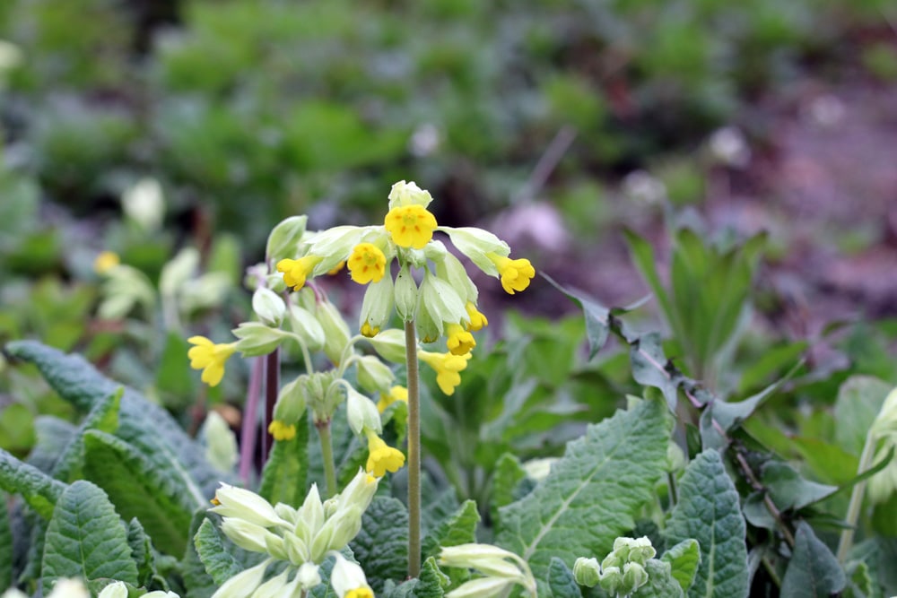 Schlüsselblume