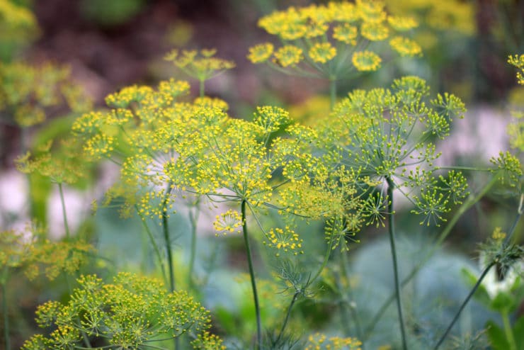 Dill - Gurkenkraut - Anethum graveolens