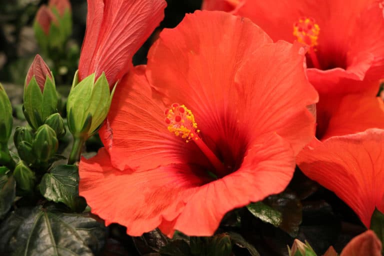10 essbare Blüten im Sommer Eigener Anbau