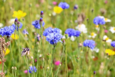 Kornblume (Centaurea cyanus L.)