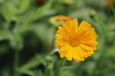 Ringelblume- Calendula officinalis