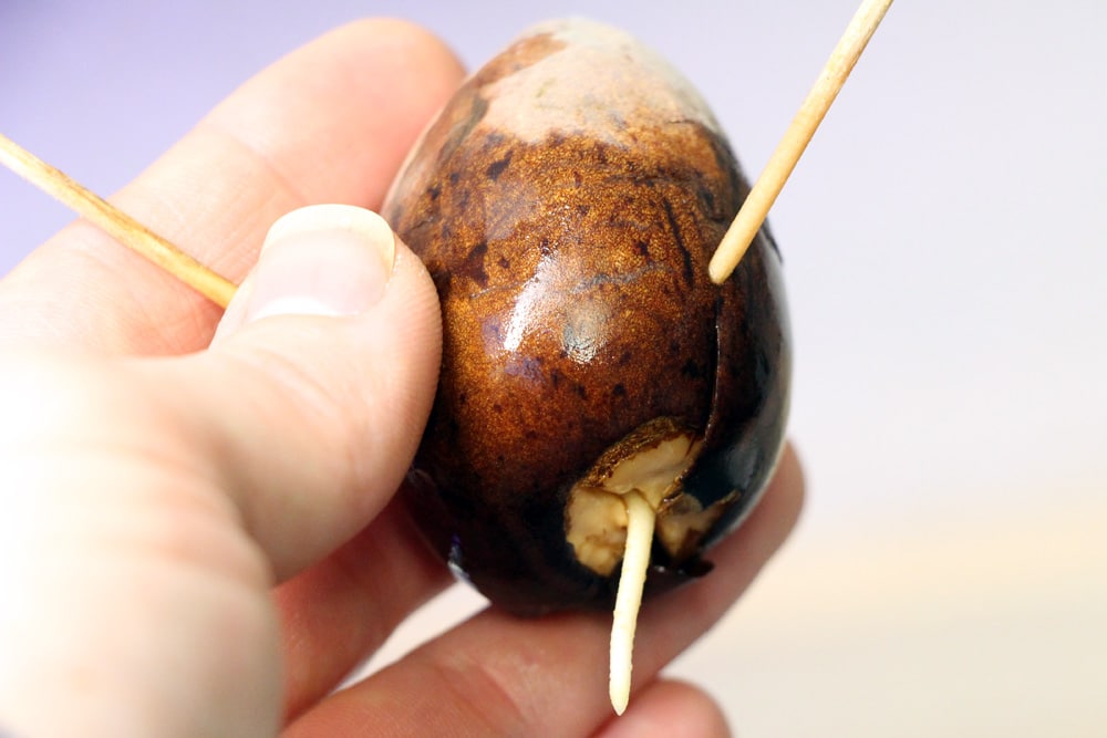 AvocadoKern einpflanzen Anbau im Garten
