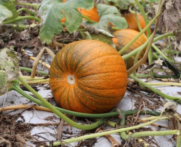 Kürbis - Cucurbita
