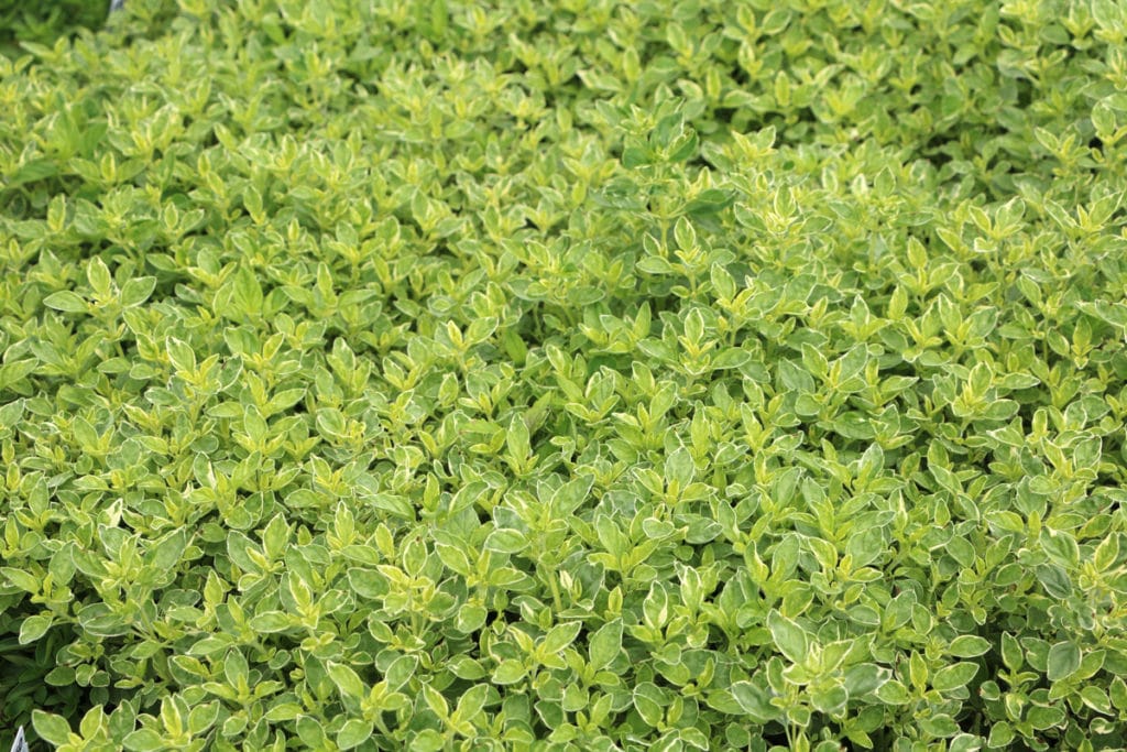 Oregano - Origanum vulgare