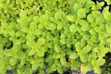 Oregano - Origanum vulgare