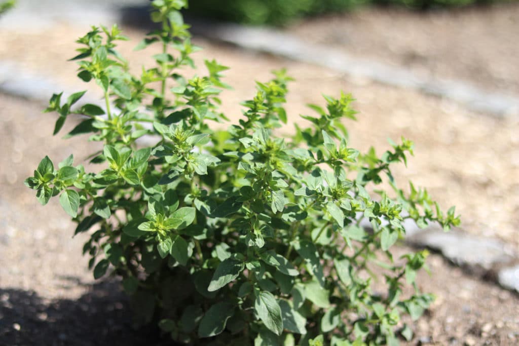 Oregano - Origanum vulgare