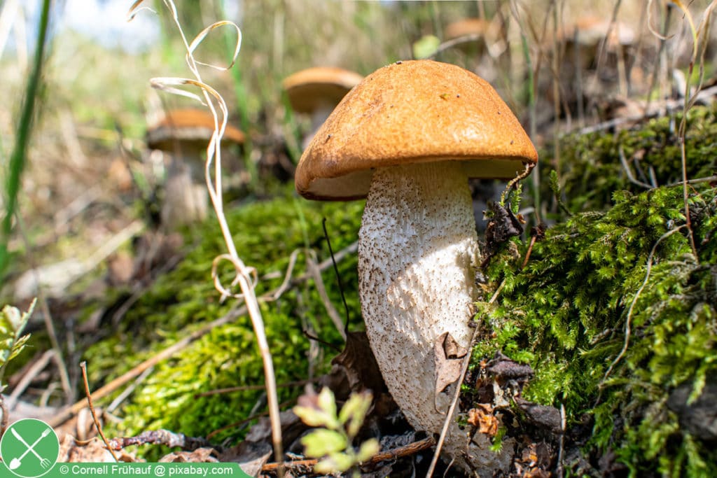 Birkenpilz (Leccinum scabrum)