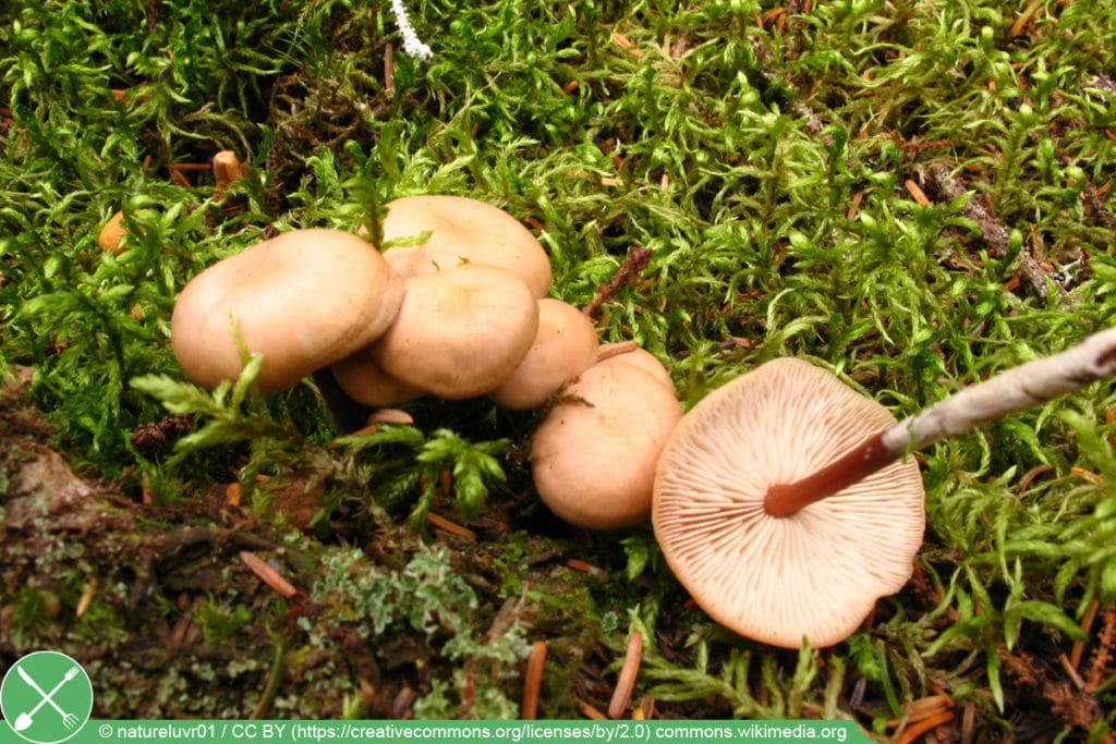 Echter Knoblauchschwindling - Marasmius scorodonius