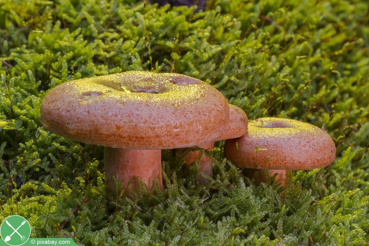 Essbare Pilze sammeln: 30 heimische Speisepilze - Selbstversorger.de